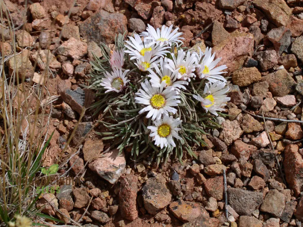 Townsendia Hookeri Seeds For Gardening Enthusiasts | Rare Wildflower Home Gardens And Landscaping