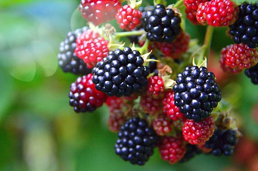 Ripe Blackberries on Trailing Canes