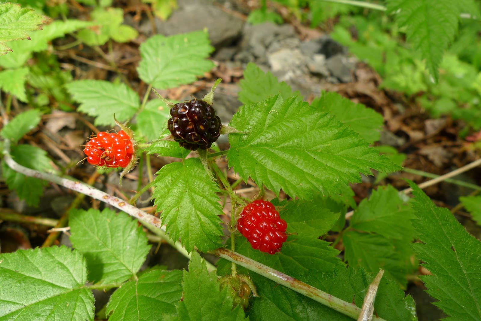 Trailing Blackberry Trained Along Fence Row