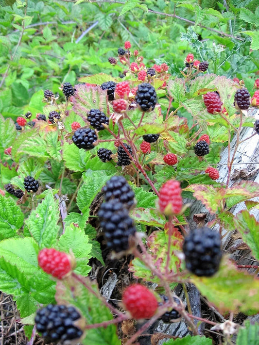Young Trailing Blackberry Seedlings in Pots