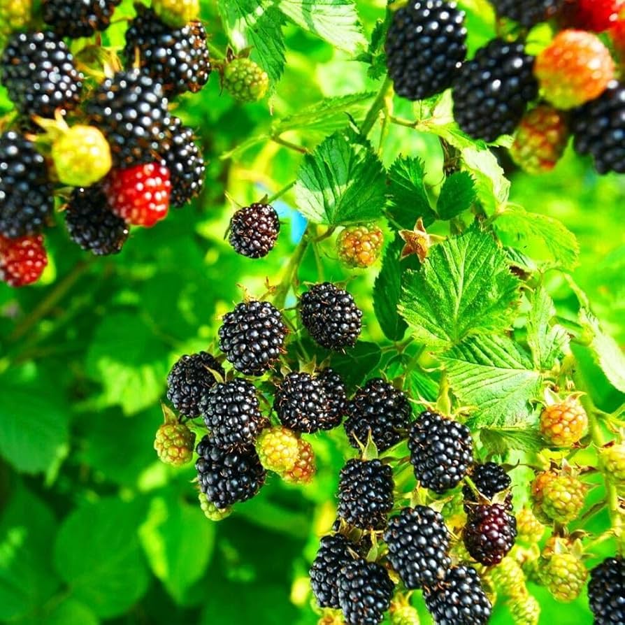 Trailing Blackberry Seeds for Planting