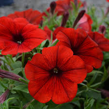 Trailing Burgundy Petunia Seeds for Planters and Patio Gardens
