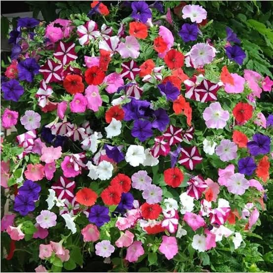 Trailing Petunia Seeds for Hanging Baskets and Outdoor Pots