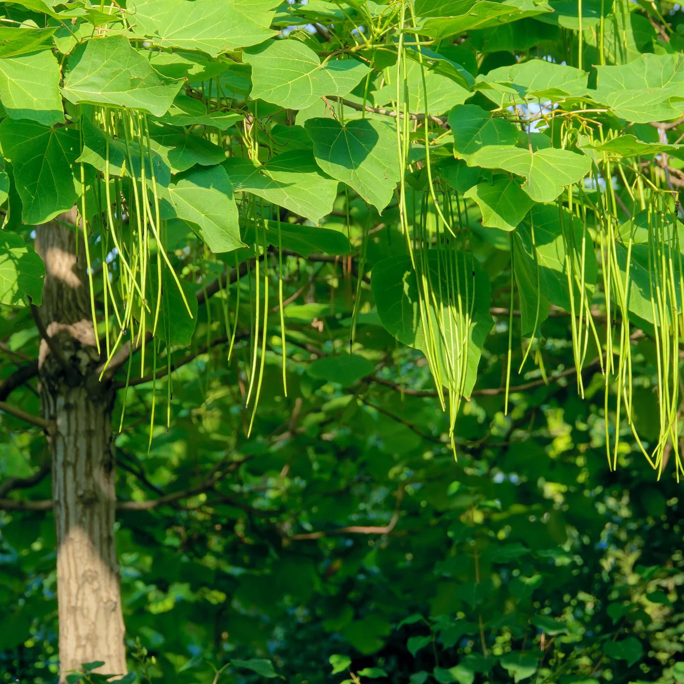 Southern Catalpa Trees Growing in Garden Bed from Seeds, Home Landscaping