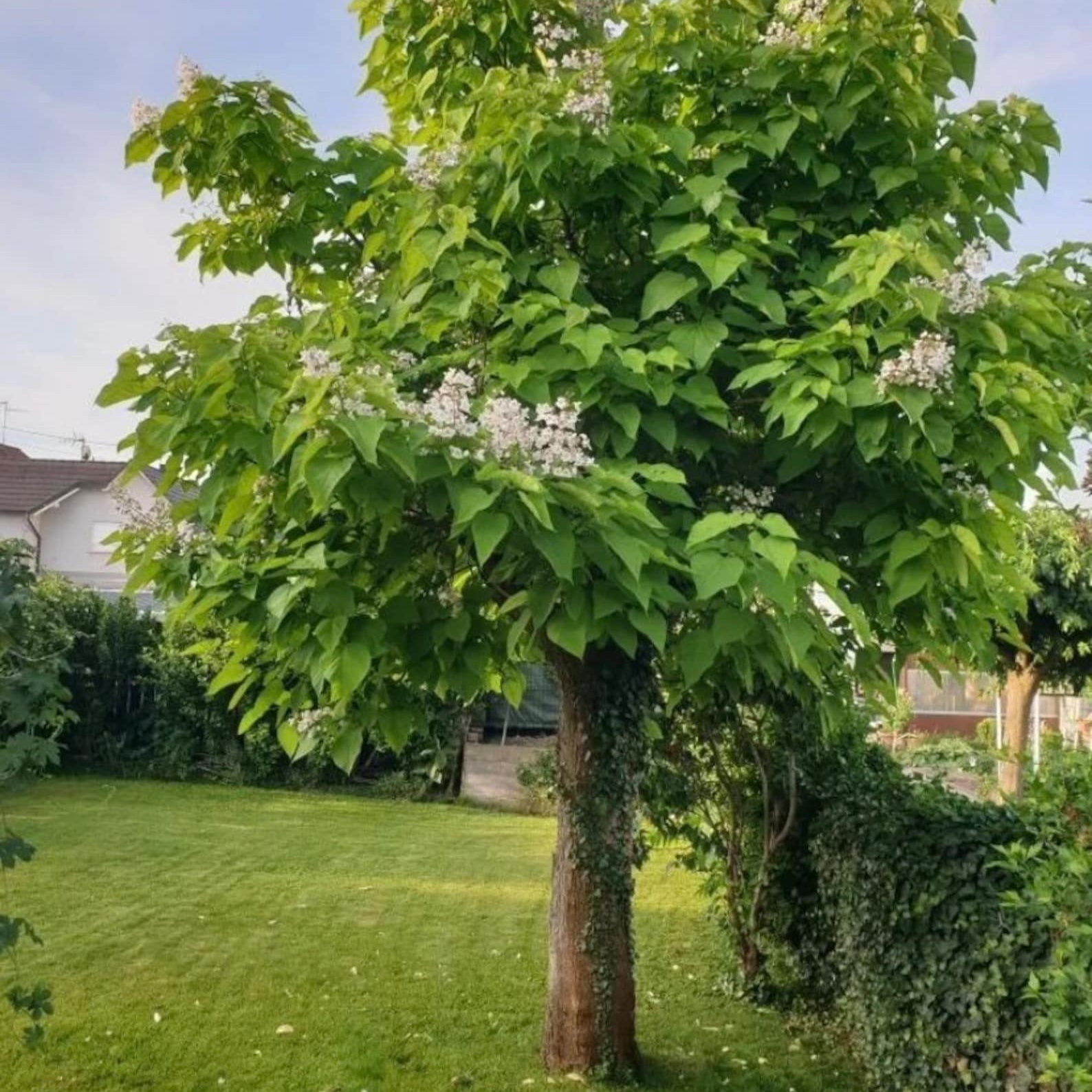 Mature Southern Catalpa Tree from Seeds, Fast-Growing Ornamental Tree