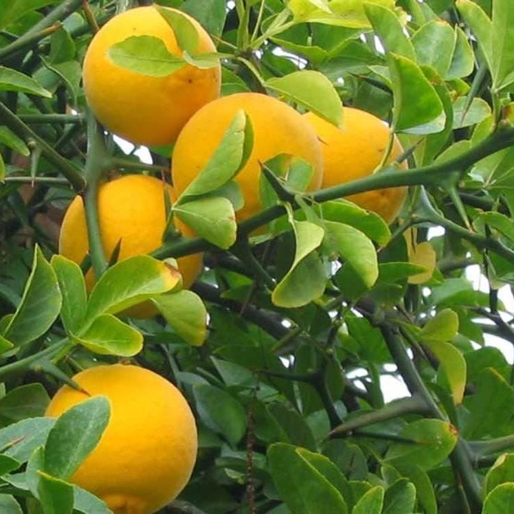 Trifoliate orange fruits on branches in sunlight