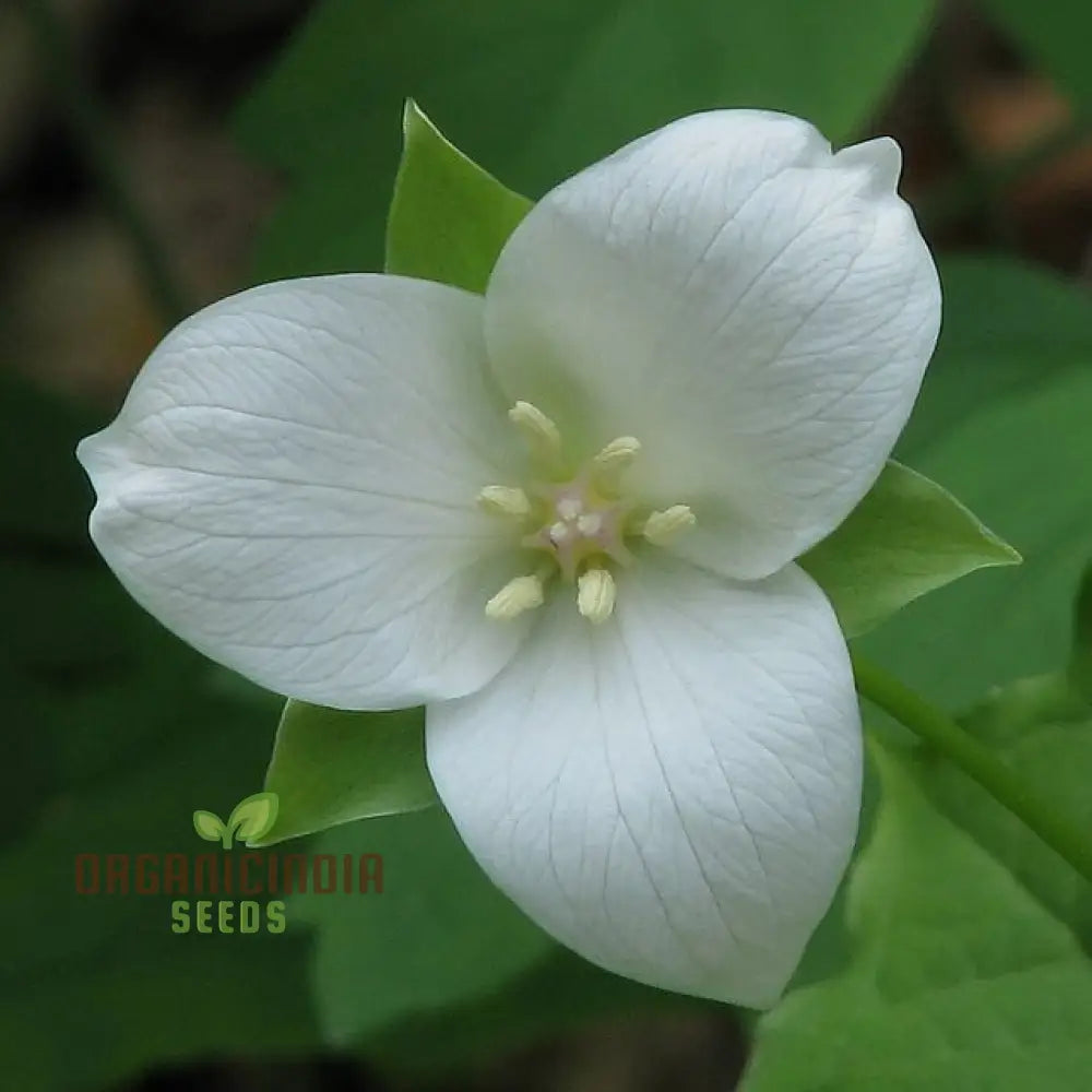 Trillium flexipes seeds rare woodland perennial for shade gardens