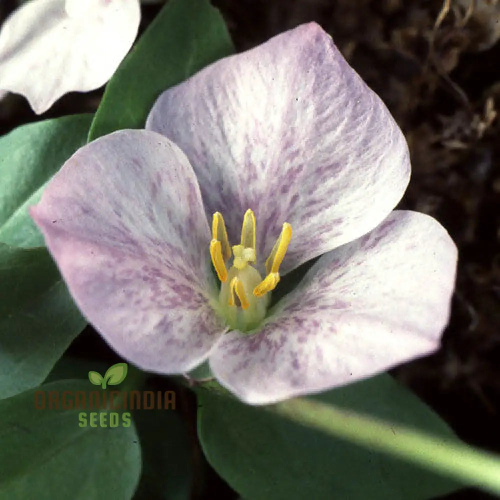 Trillium Rivale seeds rare shade-loving perennial seeds