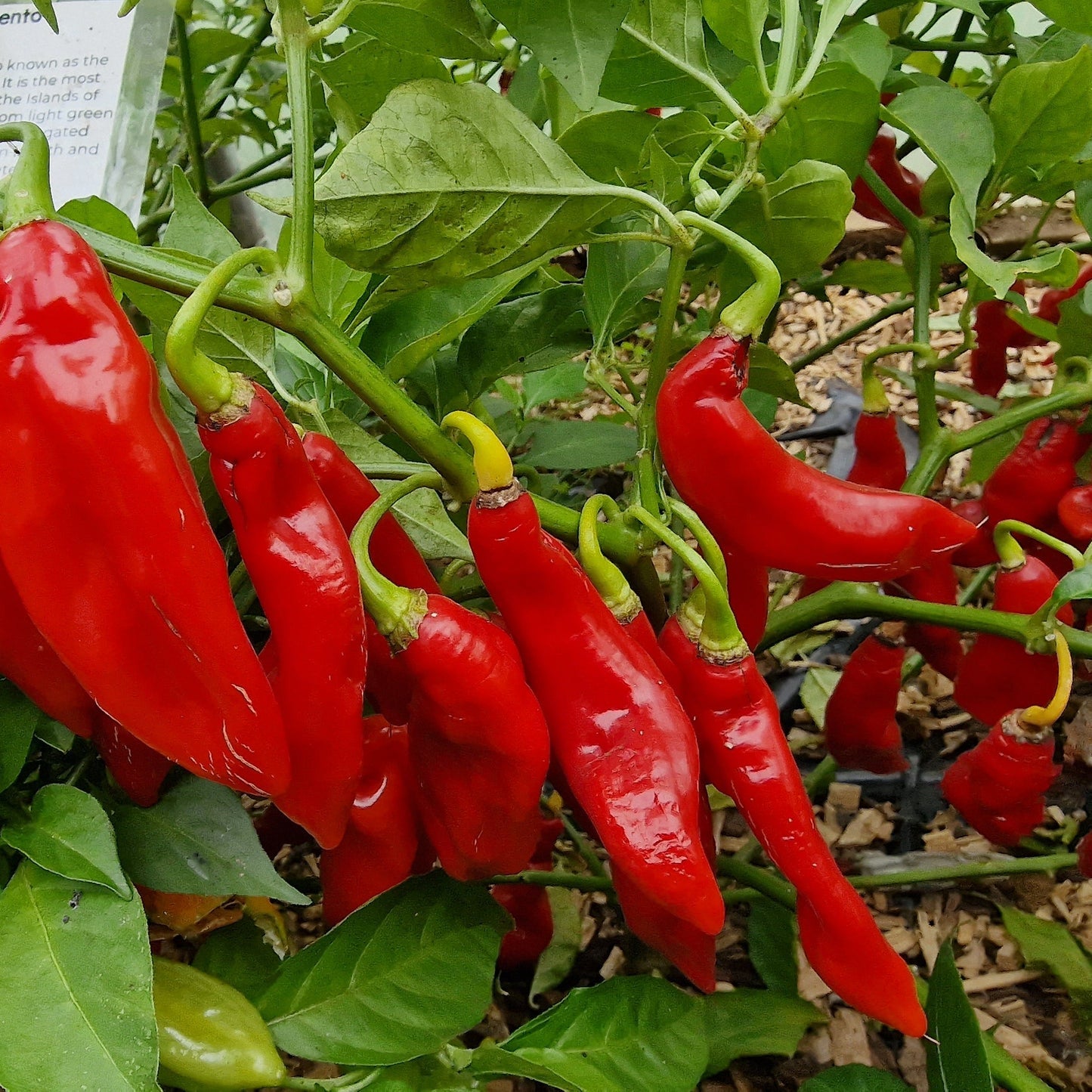 Trinidad Pimento Pepper Seeds for Planting, Sweet and Fruity Variety