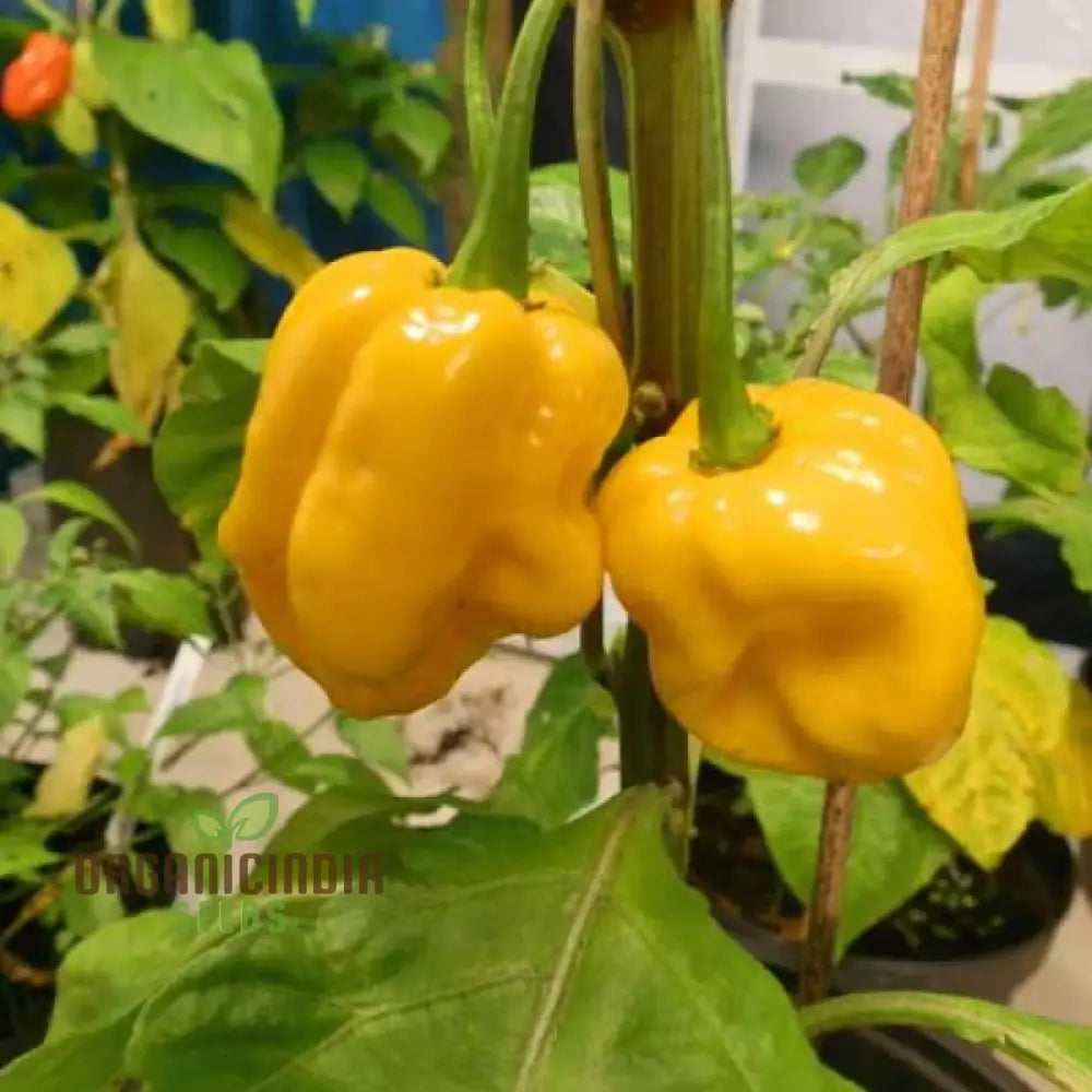 Trinidad Scorpion Yellow Chilli Plant Growing in Container, Garden Pepper Seeds