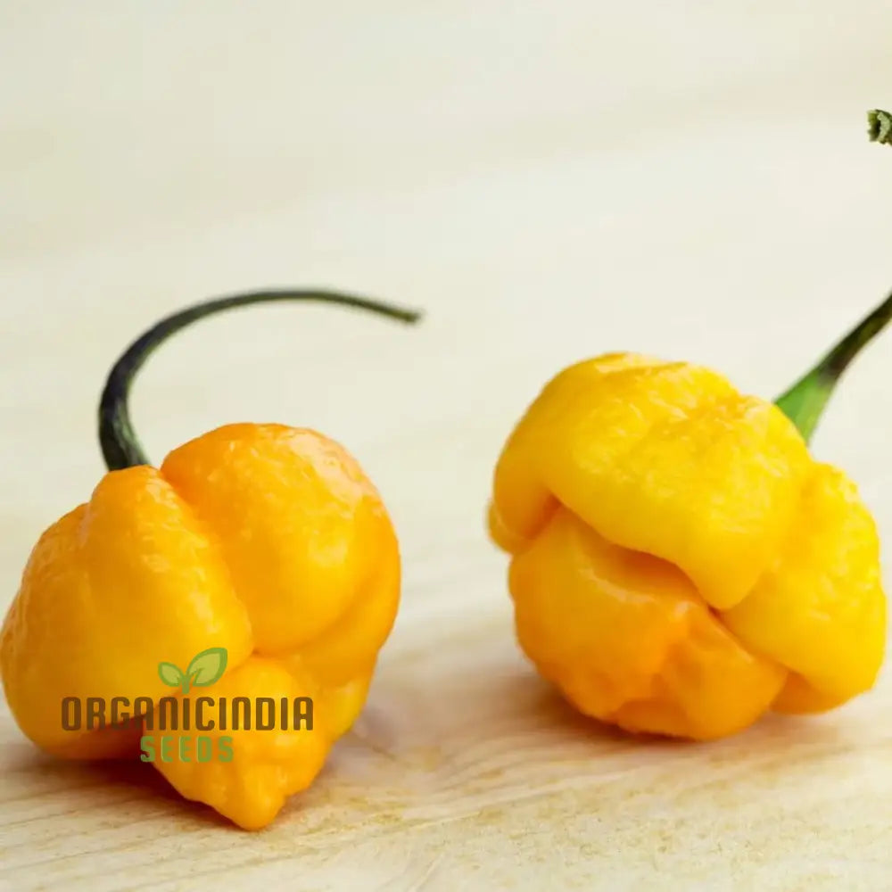 Mature Trinidad Scorpion Yellow Chilli Plant, Premium Pepper Seeds