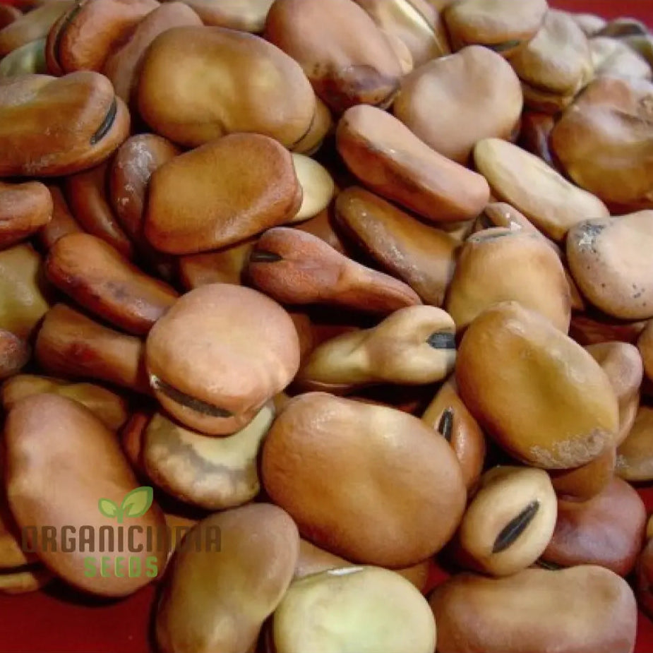 Organic Tripoli Seeds for Planting, Premium Quality Garden Seeds