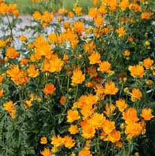 Trollius Seeds Ideal for Moist Soil and Partial Shade Gardens