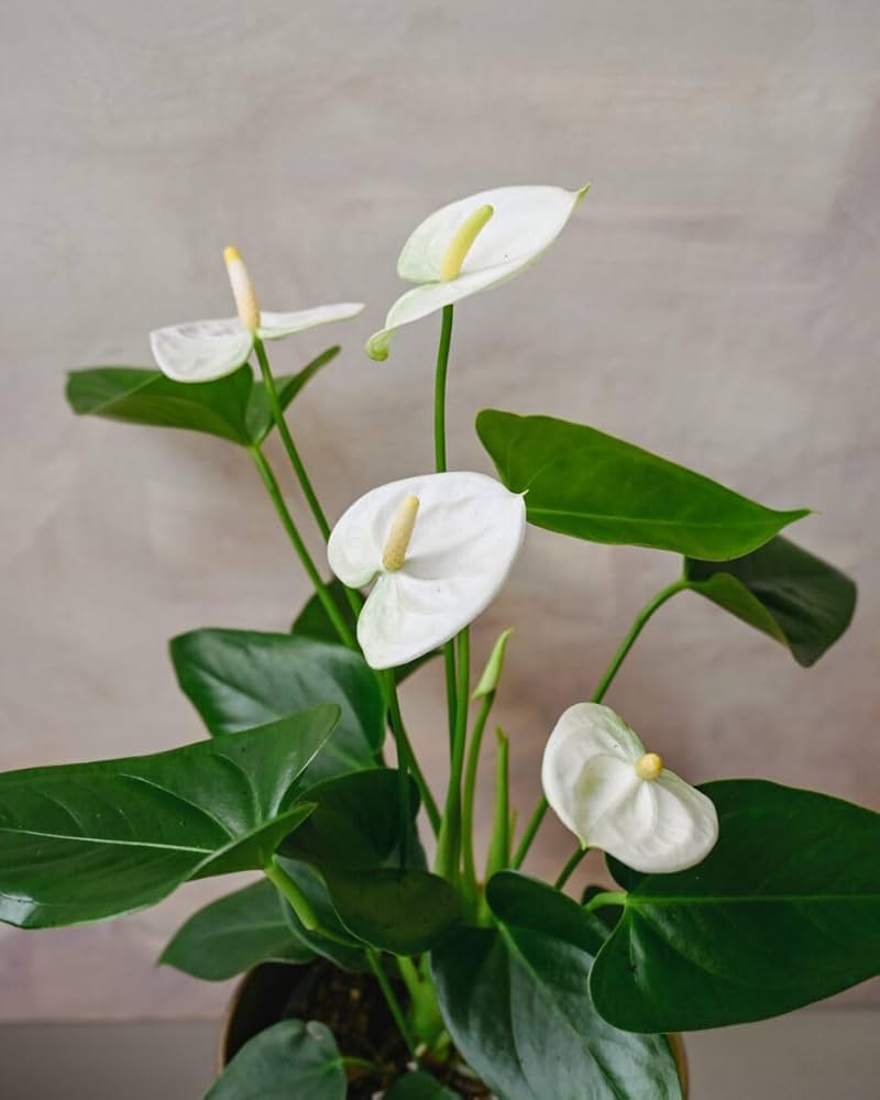 Tropical Anthurium White Seeds for Houseplant Growing