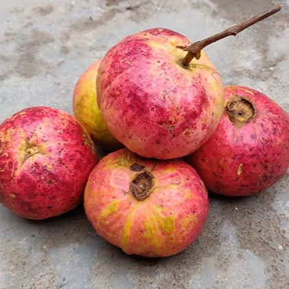 Tropical apple guava fruit tree seeds for home gardening