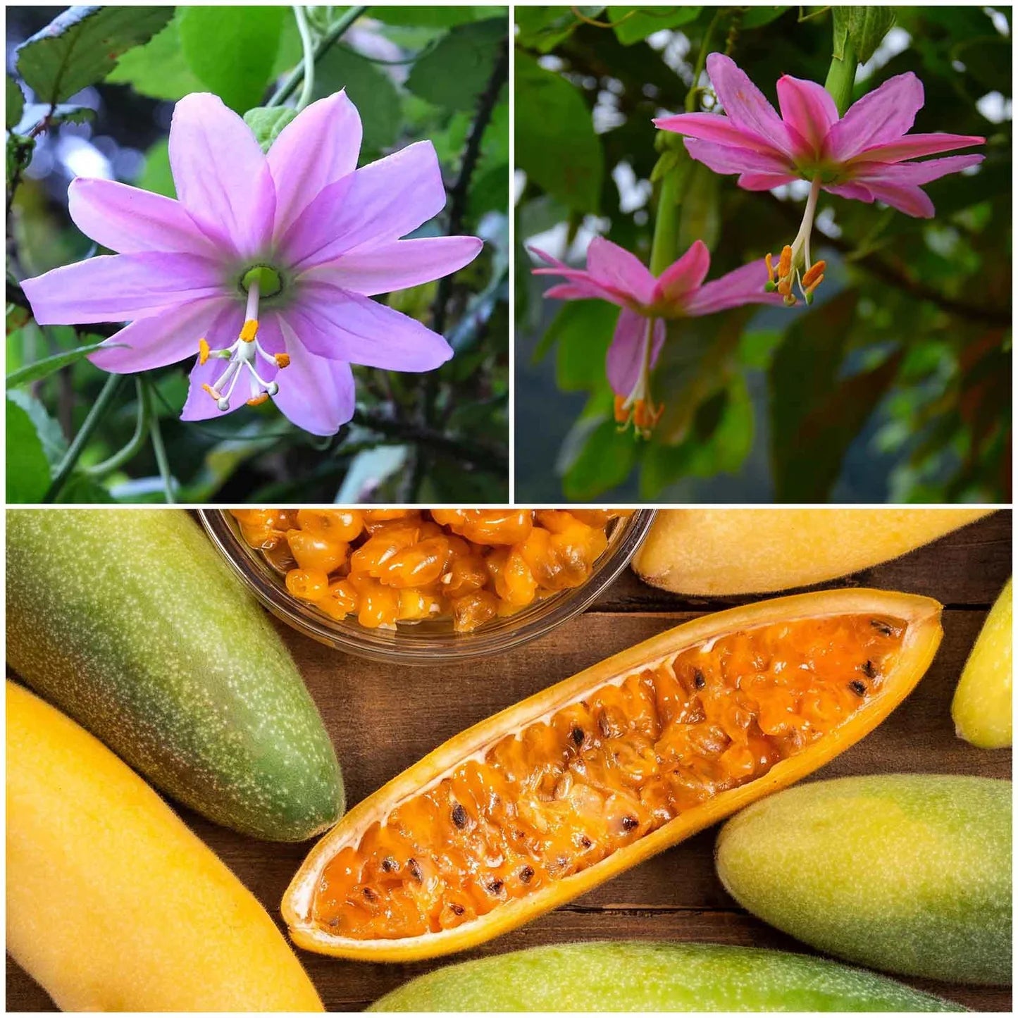 Tropical Banana Passion Fruit vine with pink flowers and edible fruits