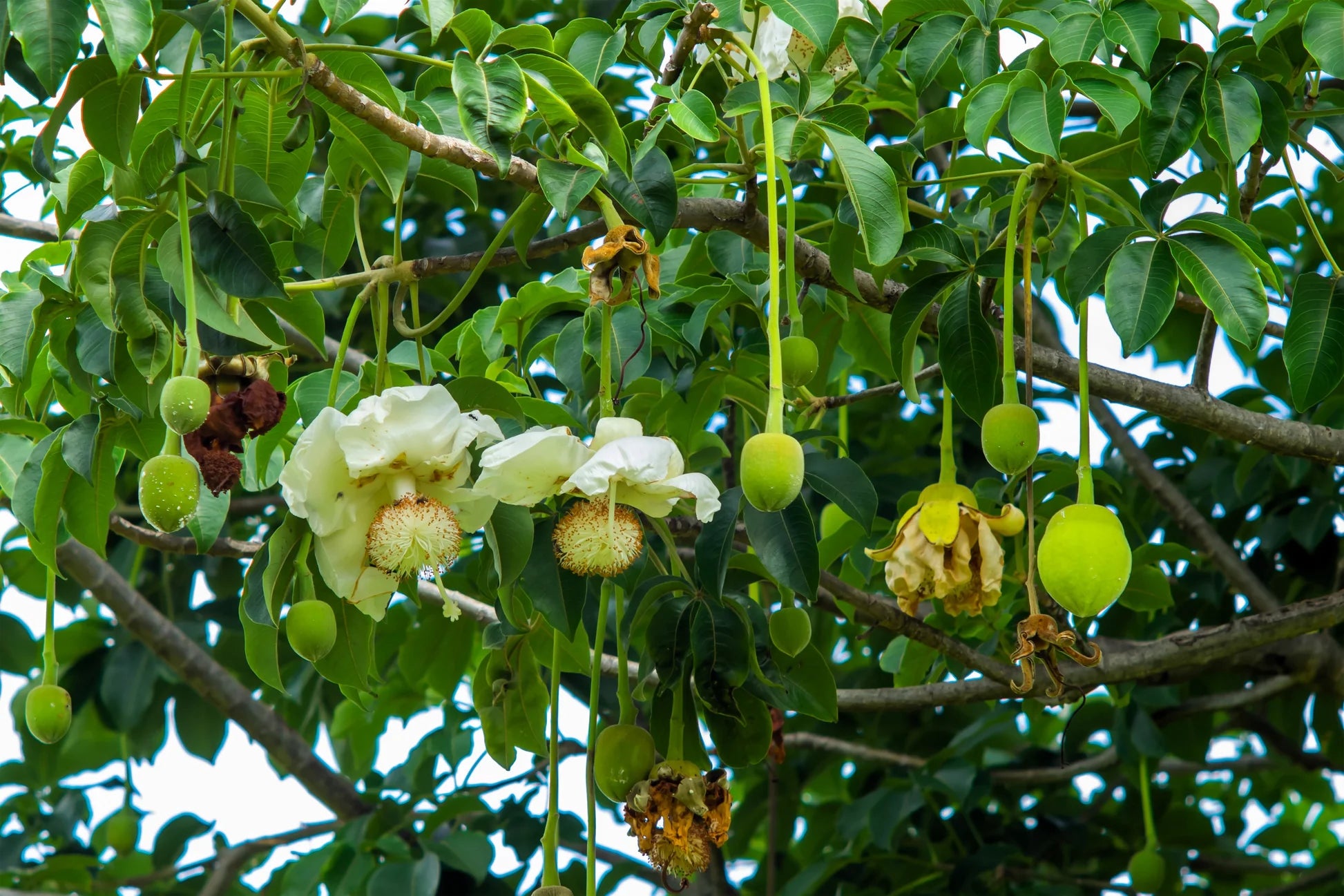 Young Baobab tree growing in tropical conditions