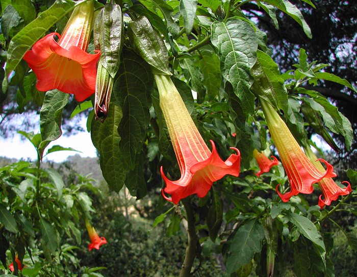 Tropical Red Brugmansia Seeds for Outdoor Planting