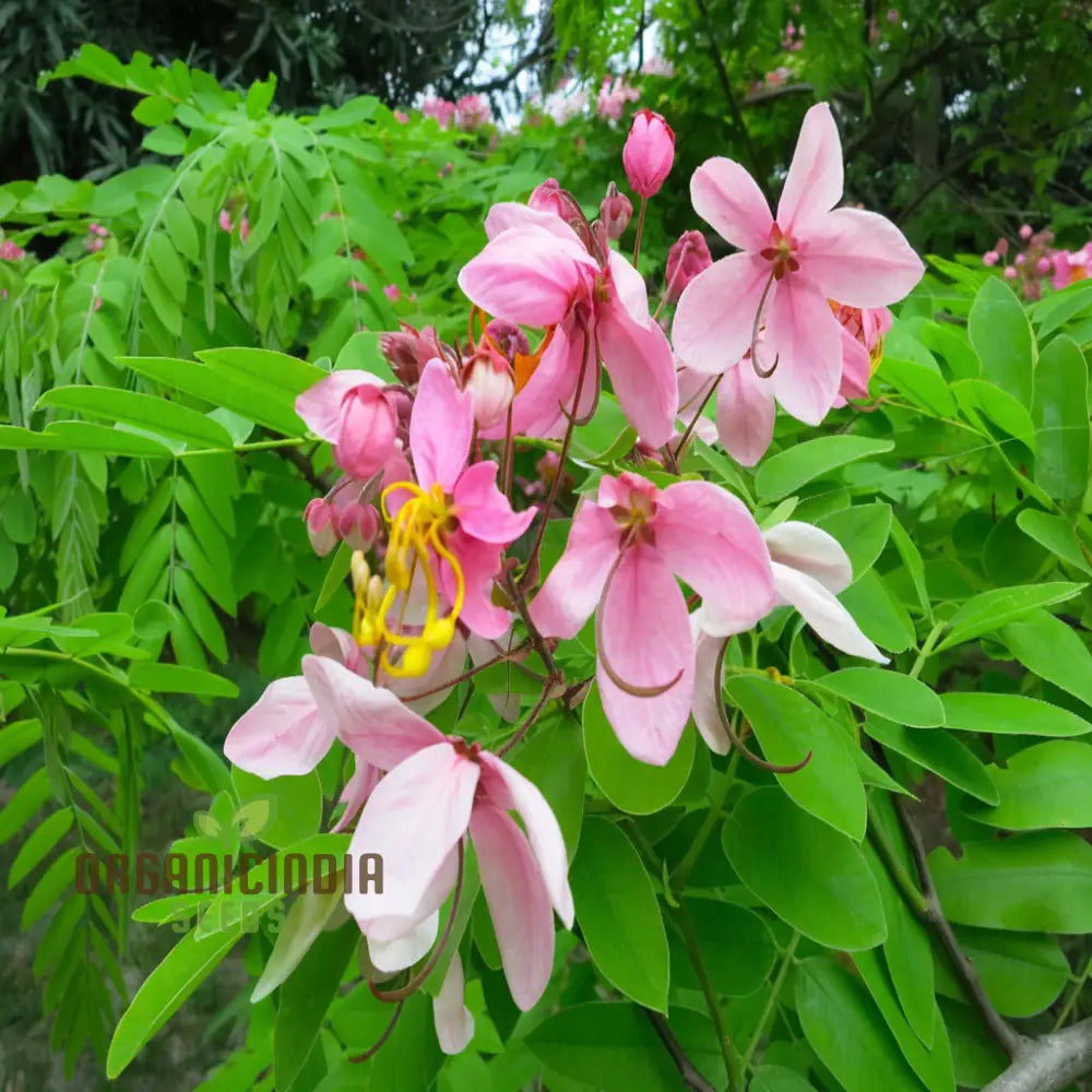 Tropical Cassia javanica Seeds for Fast-Growing Ornamental Trees