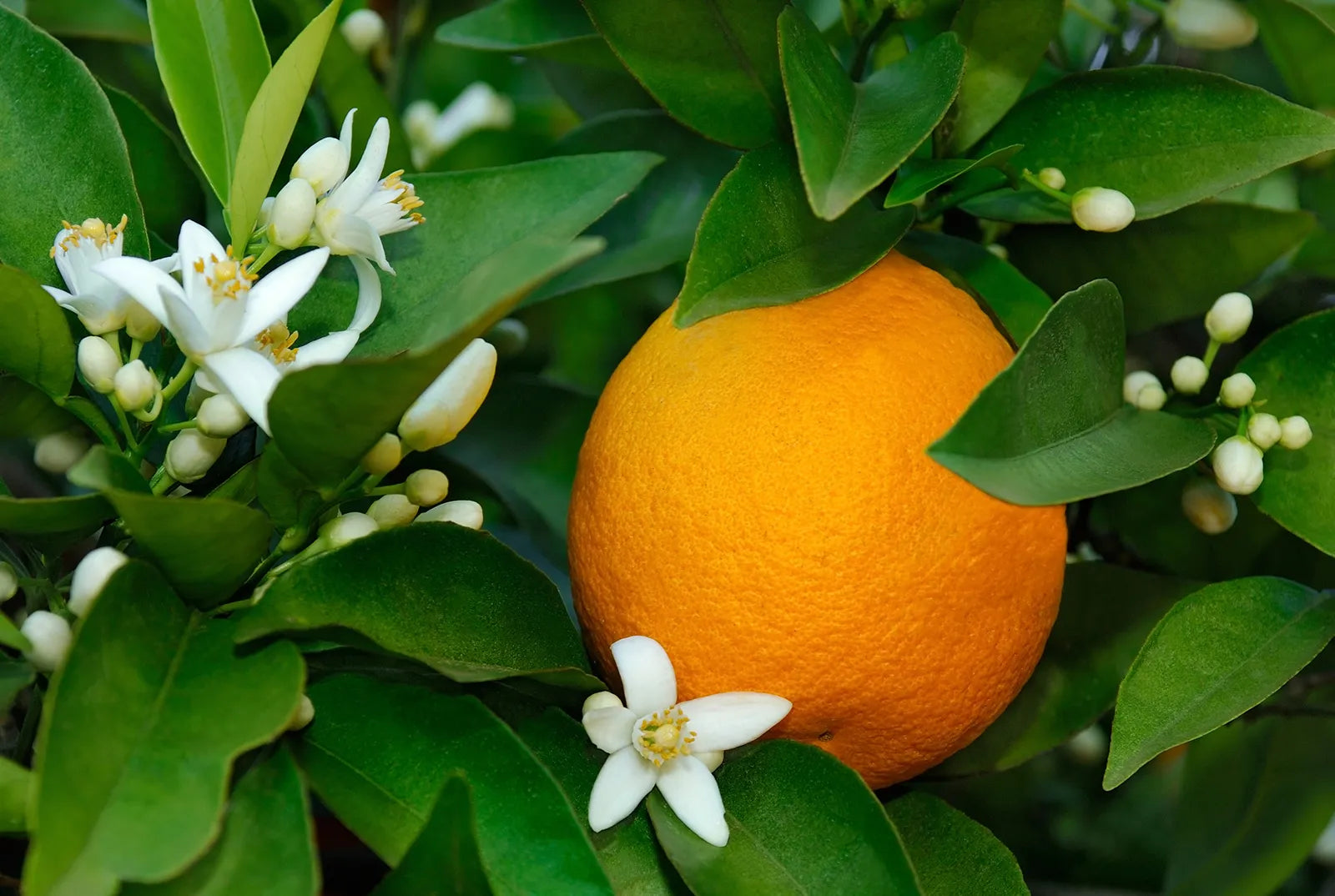 Tropical citrus tree seeds for growing premium Jaffa oranges