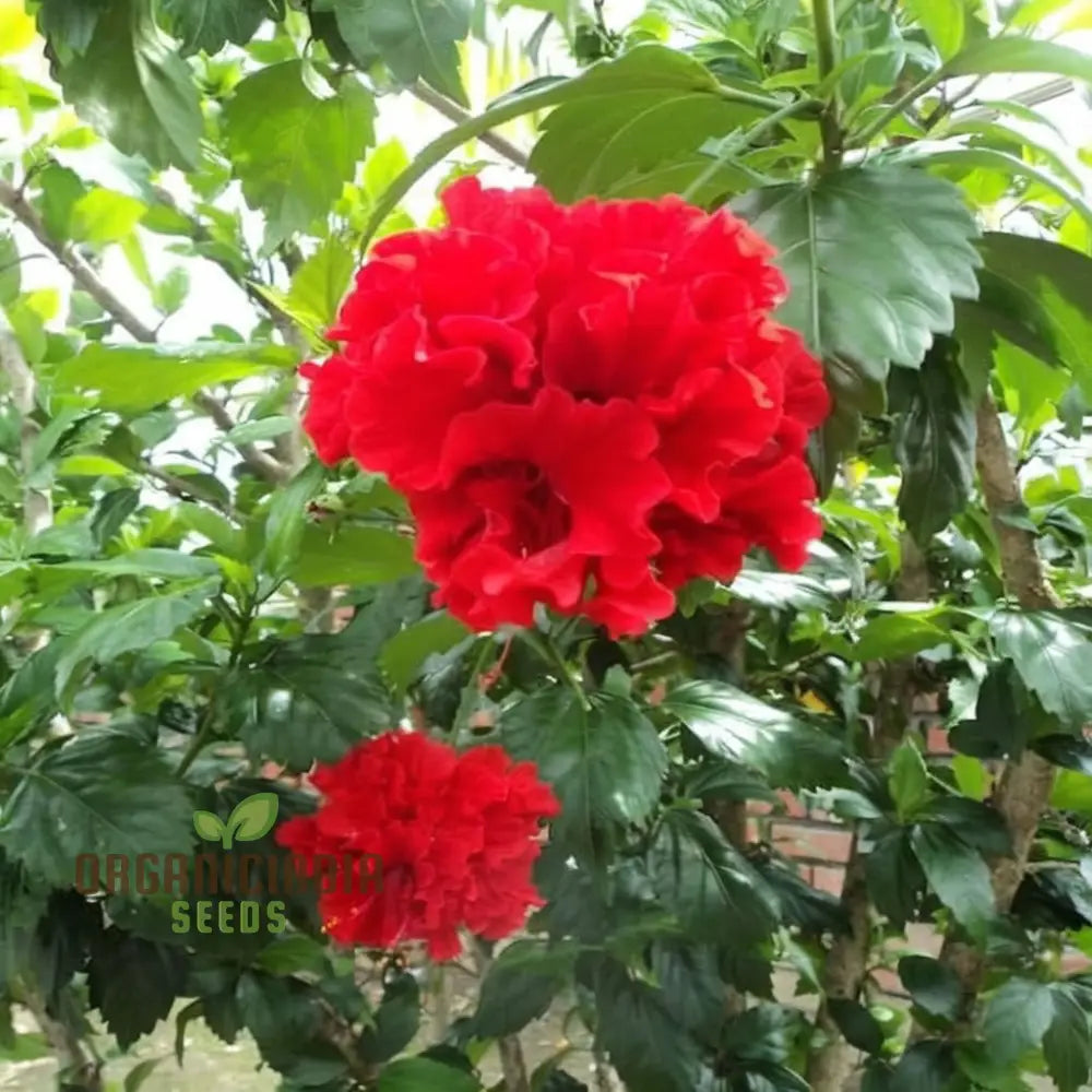 Tropical garden hibiscus seeds rich red flowers