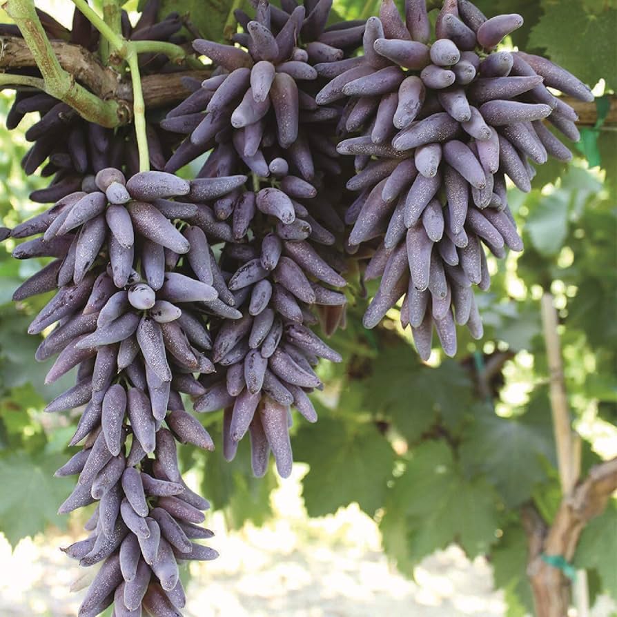 Tropical grape vine seeds ideal for arbors and trellises