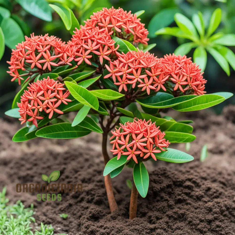 Tropical Ixora Flower Seeds for Colorful Summer Blossoms