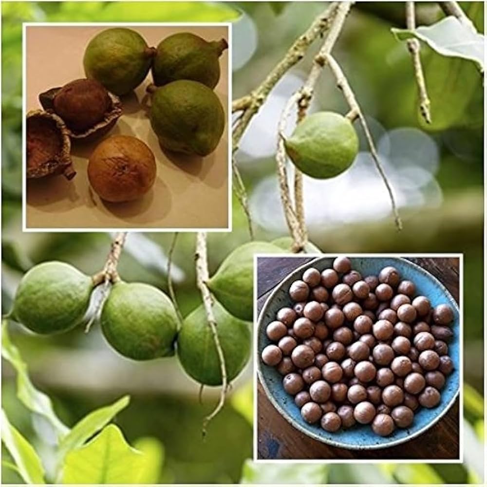 Macadamia integrifolia seedlings growing in warm climate