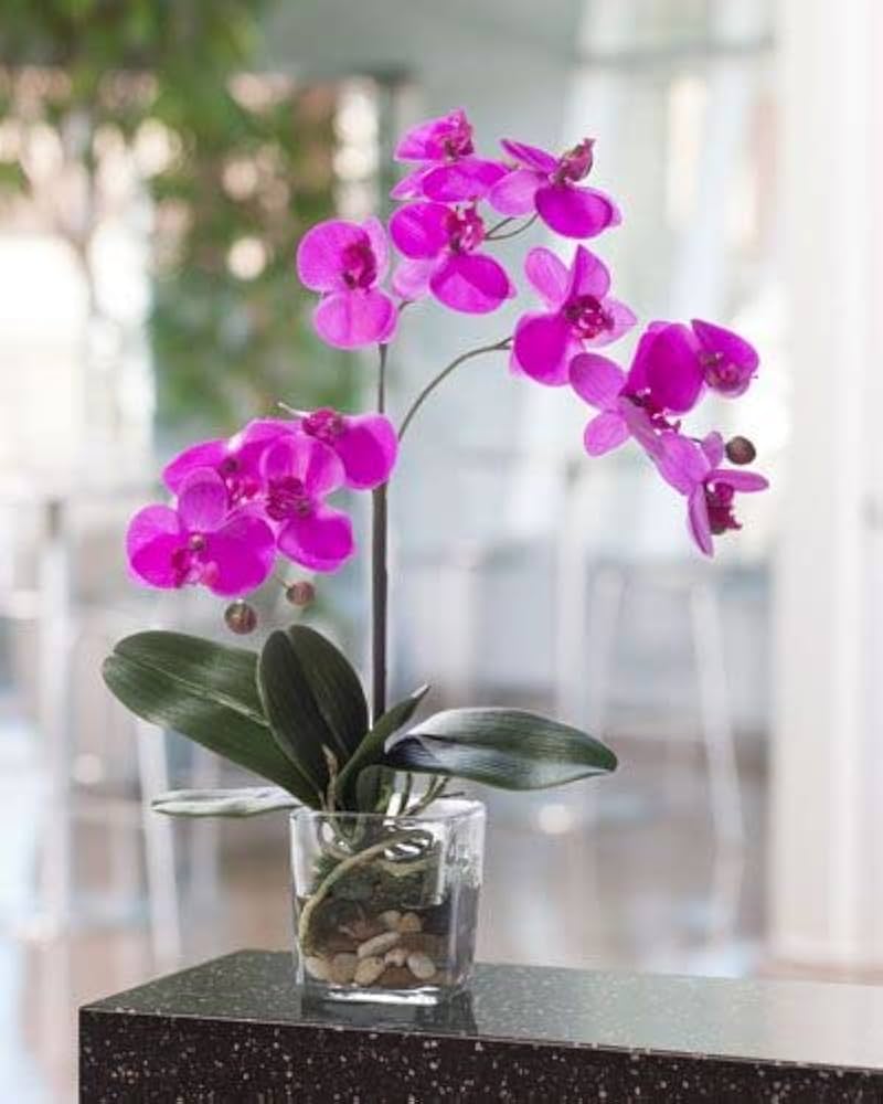 Tropical orchid seeds producing elegant blooms
