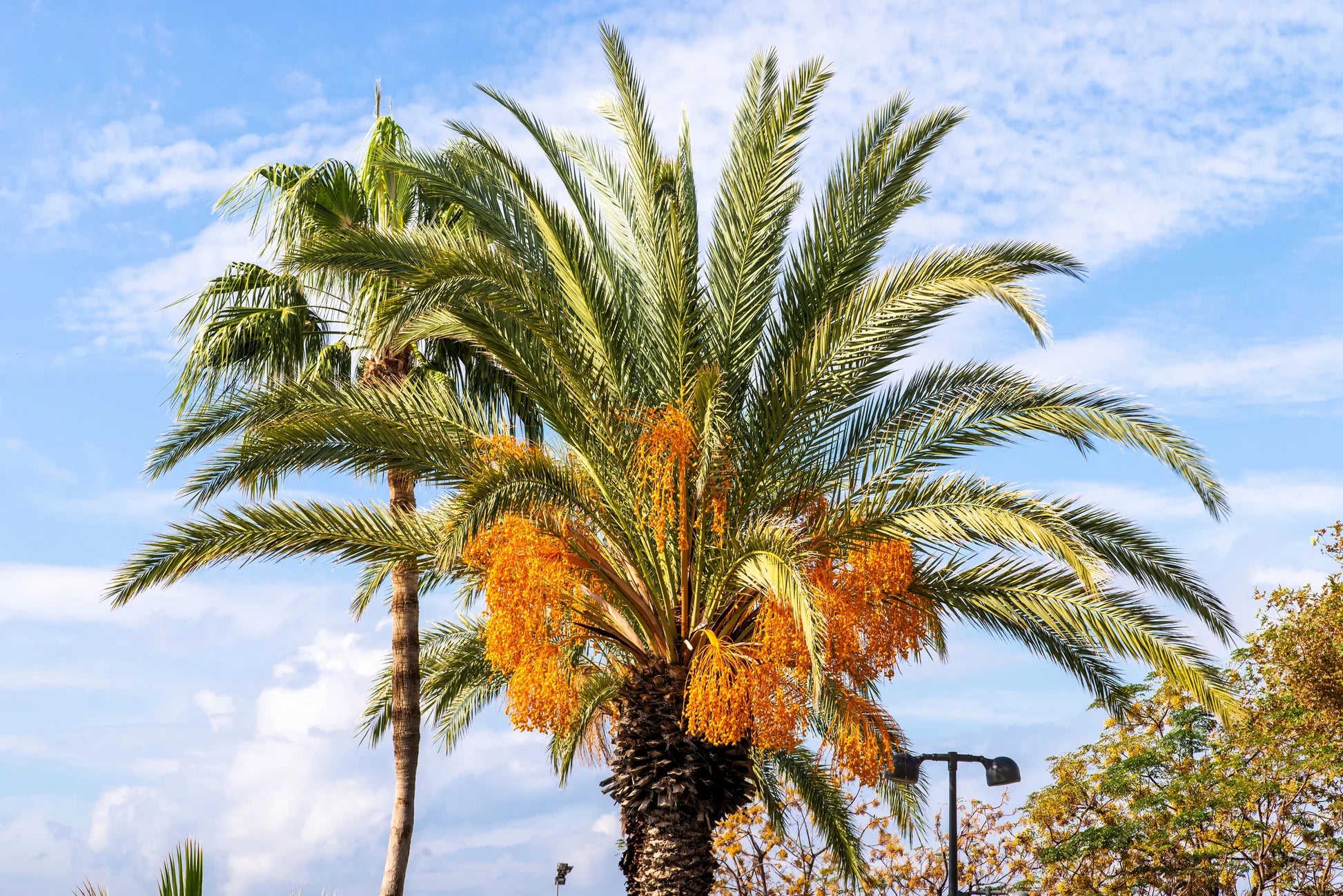 Tropical Garden Landscape with Pindo Palm Trees