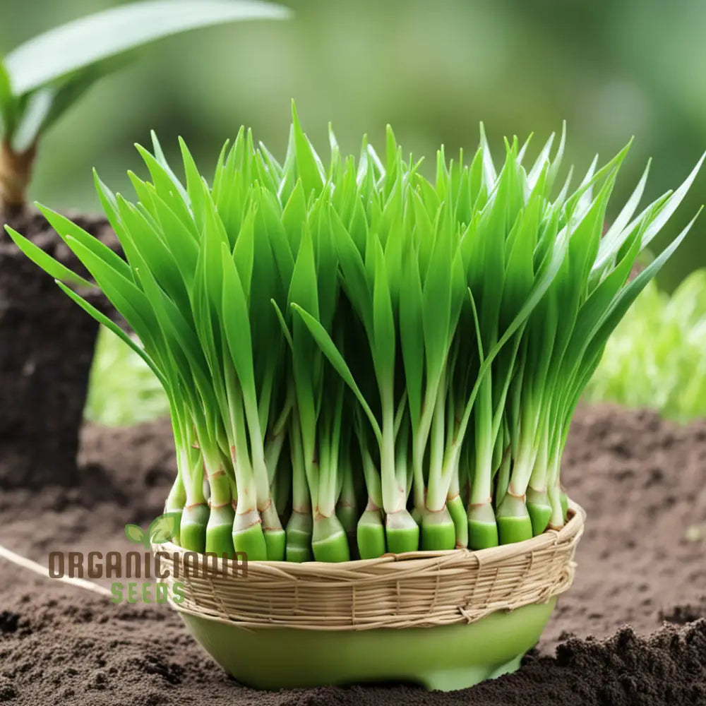 Tropical Pandan Plant Seeds for Indoor and Outdoor Growing