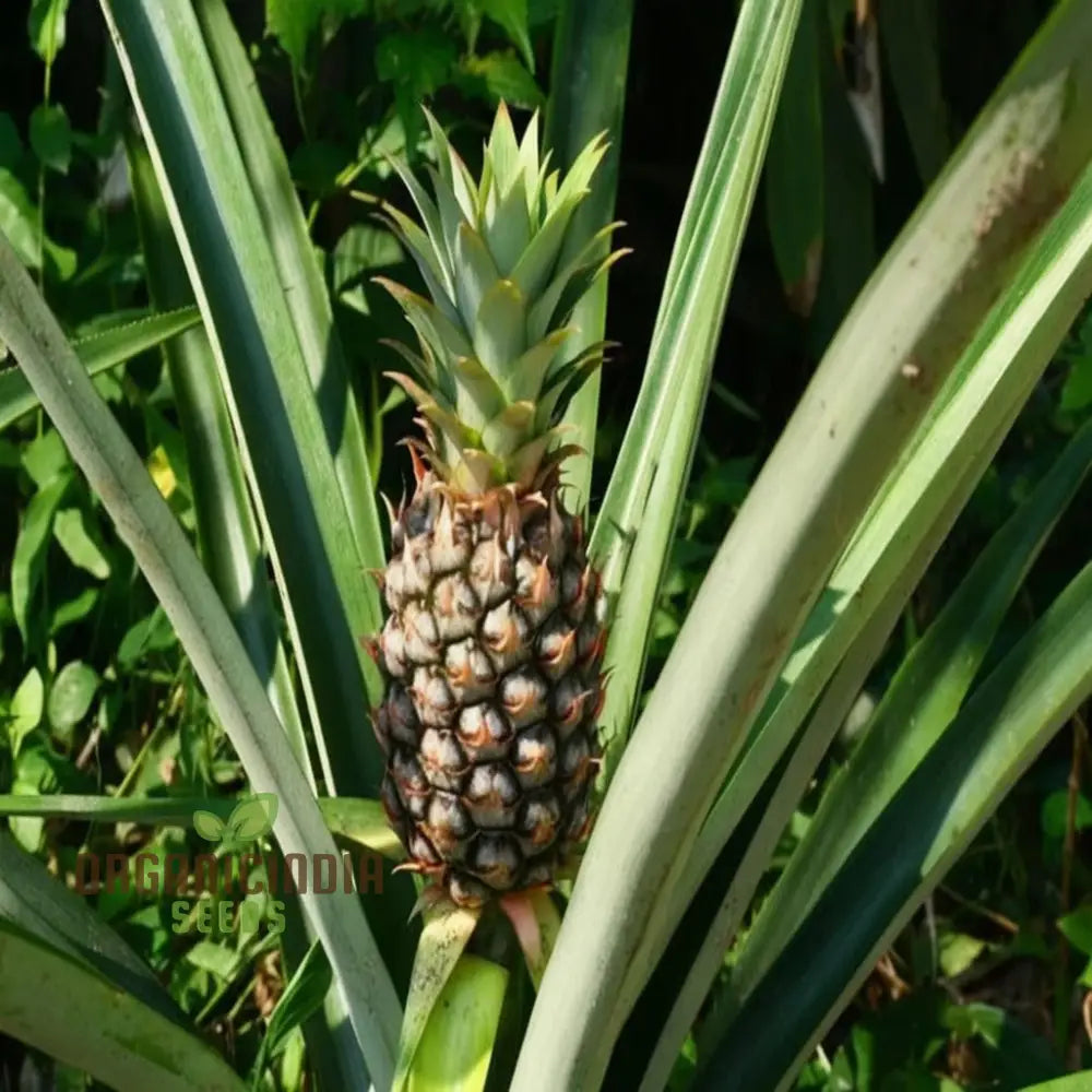 Tropical pineapple fruit seeds for planting and cultivation