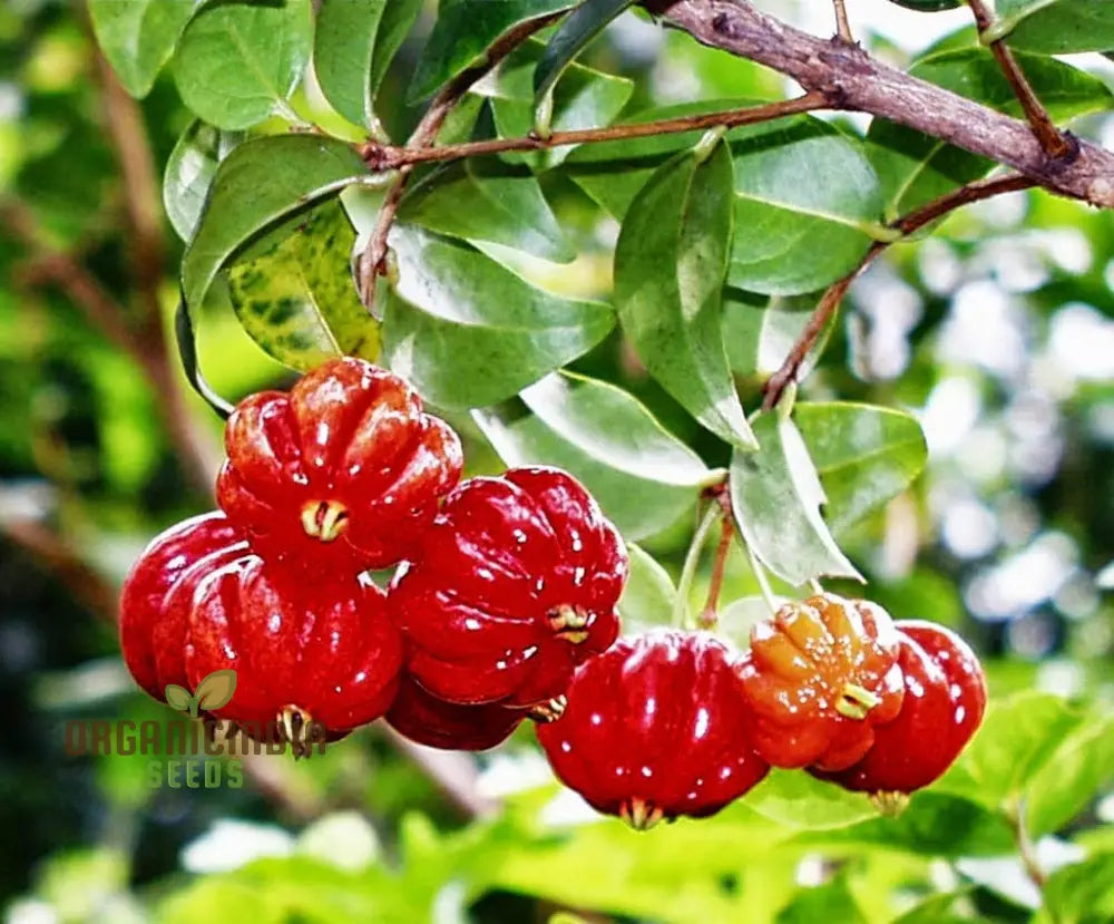 Pitanga tropical fruit seeds for edible landscaping