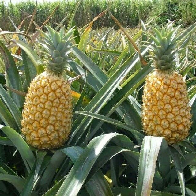 Tropical Queen Pineapple plant seeds for container gardening