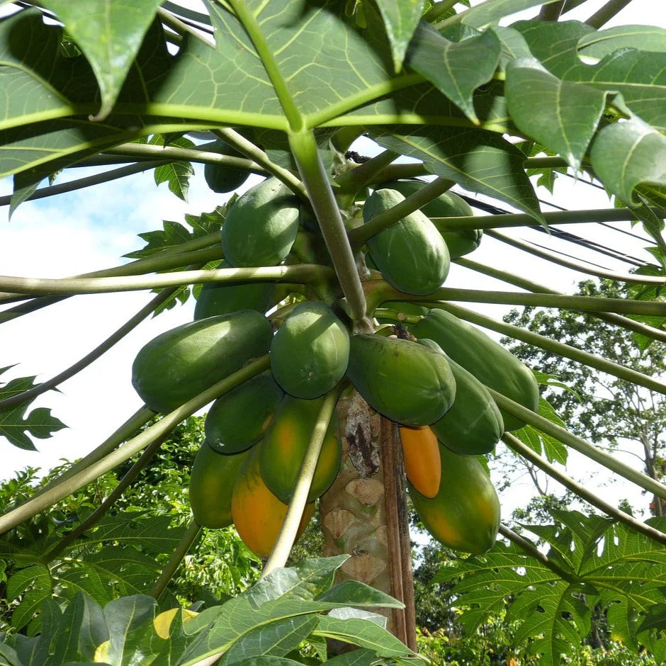Tropical Sunset papaya seeds producing orange-fleshed fruits