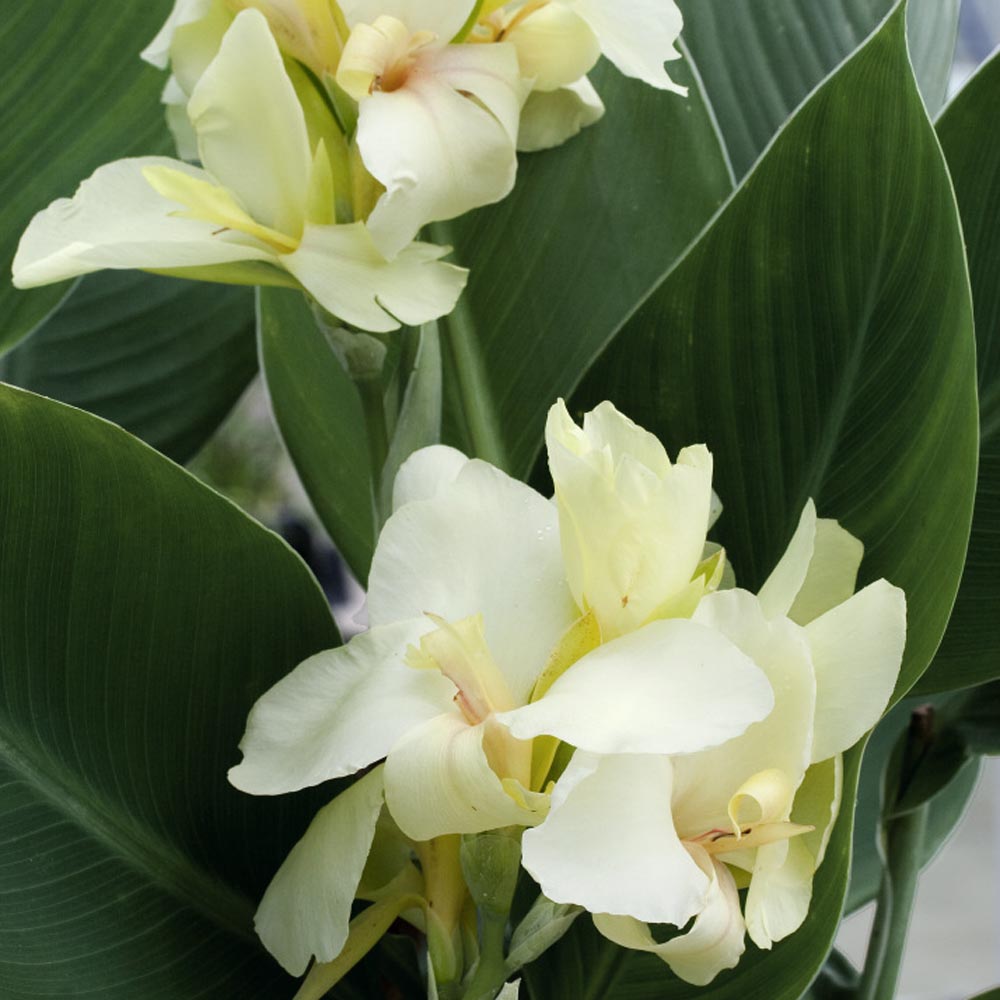 Tropical-style white Canna blooms
