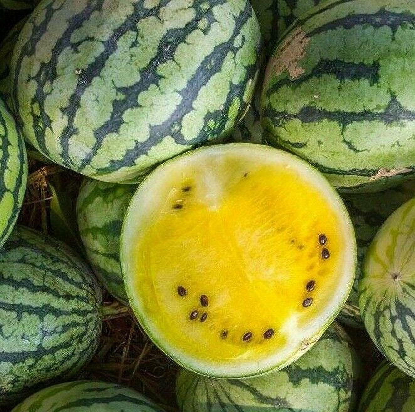 Tropical yellow watermelon seeds for home growing