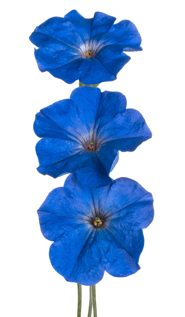 True blue petunia seeds for gardeners