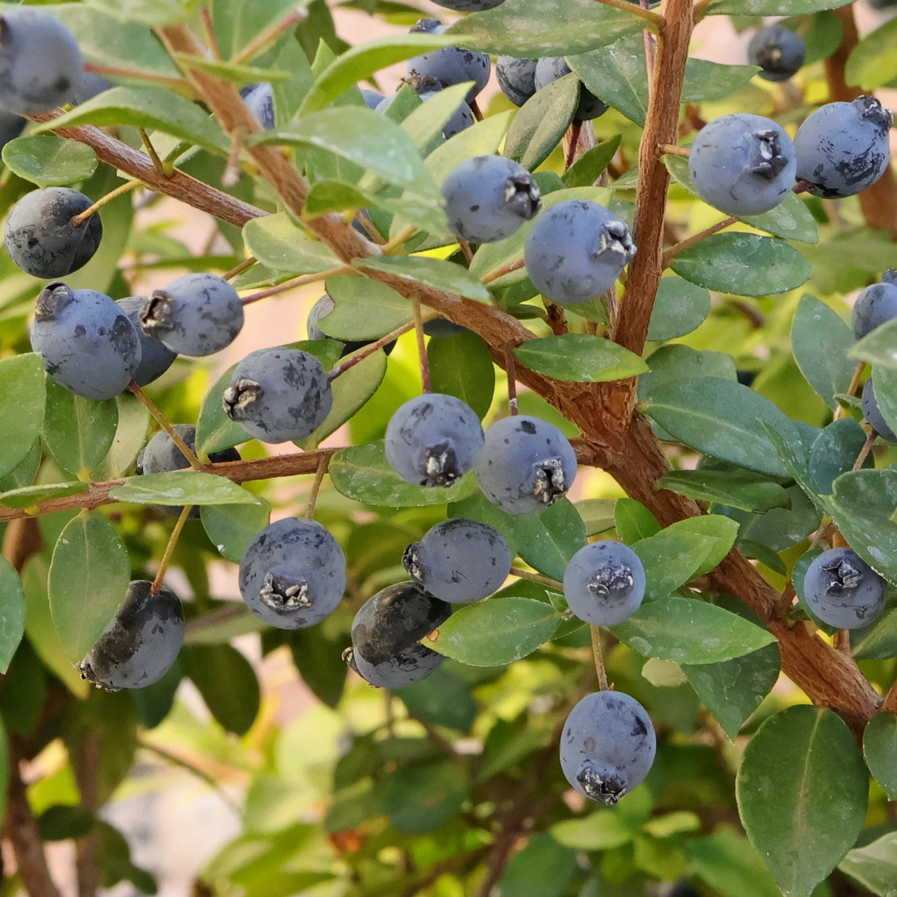 Germinating True Myrtle Seeds in Pots