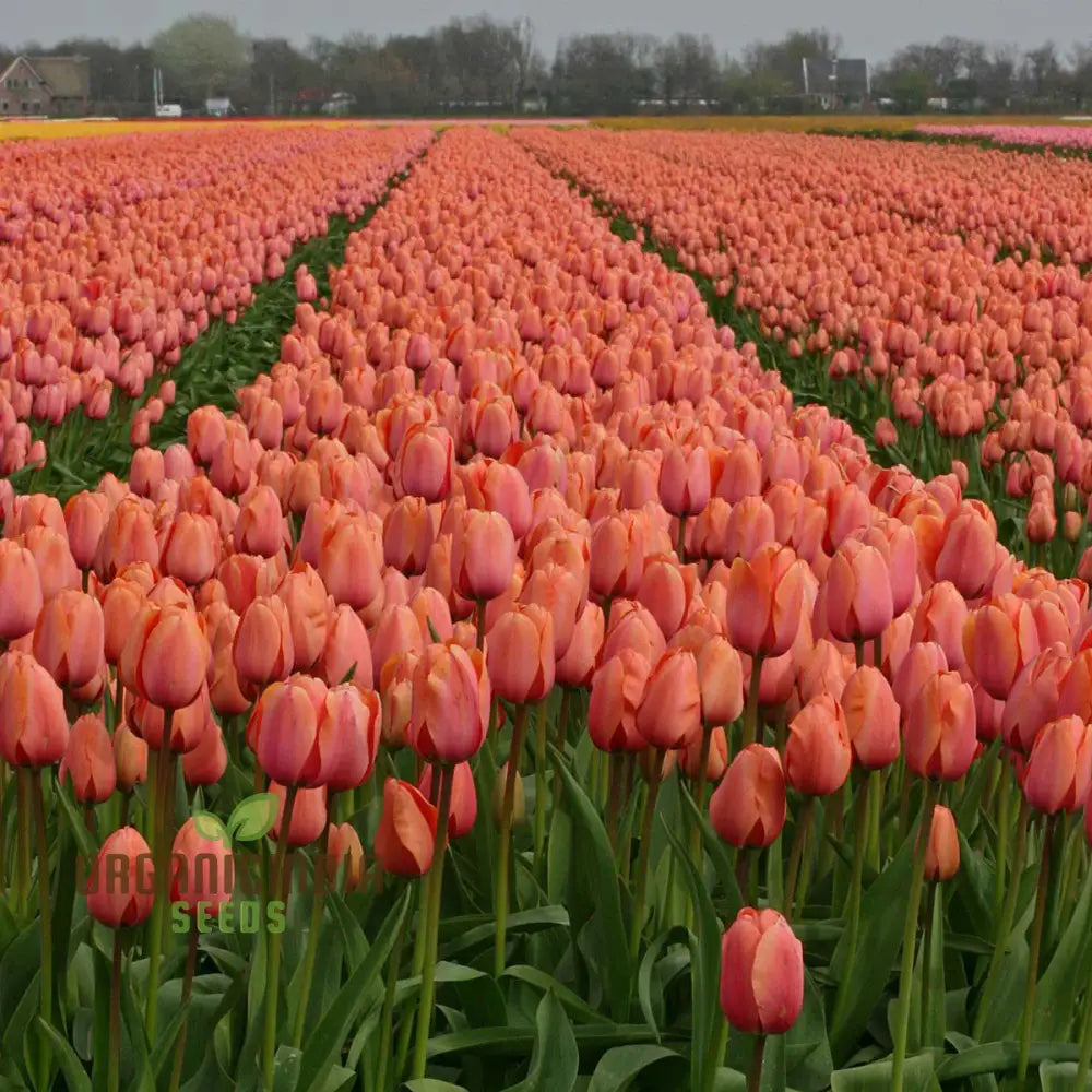 Tulip Apricot Impression seeds for planting stunning spring flowers