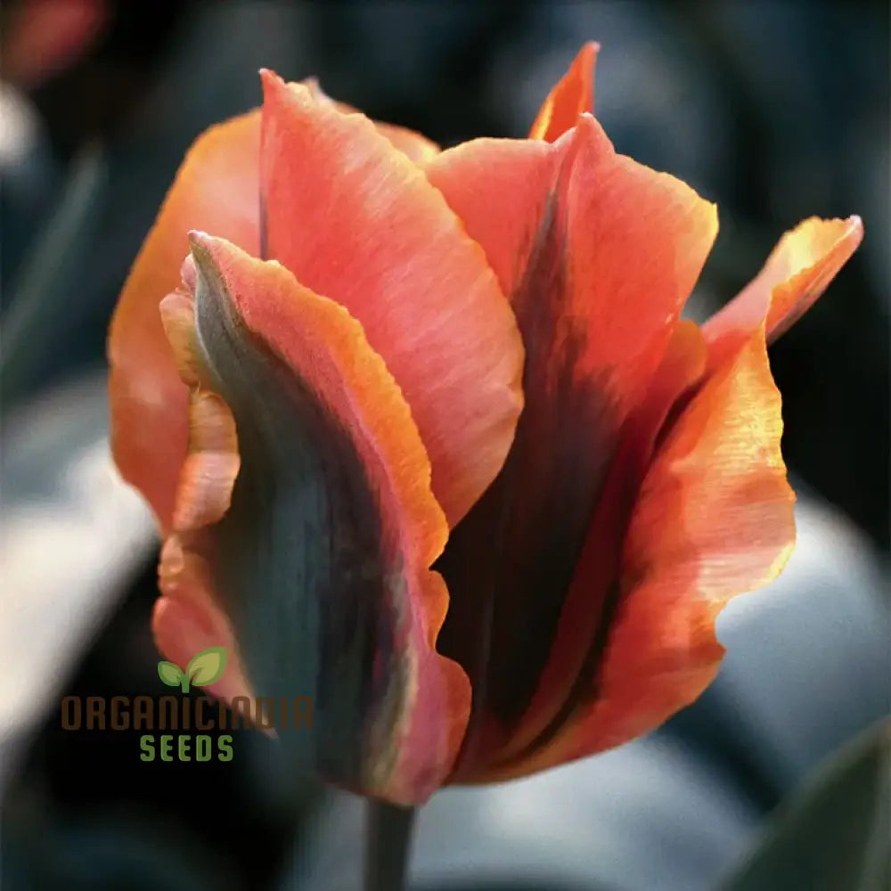 Tulip Artist Bluestone Flower Seeds For Planting Stunning Blue Tulips For A Beautiful And Unique