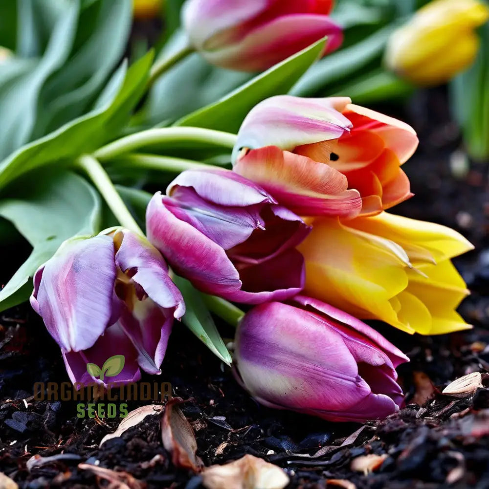 Mixed Tulip Seeds for Spring Planting and Gardening