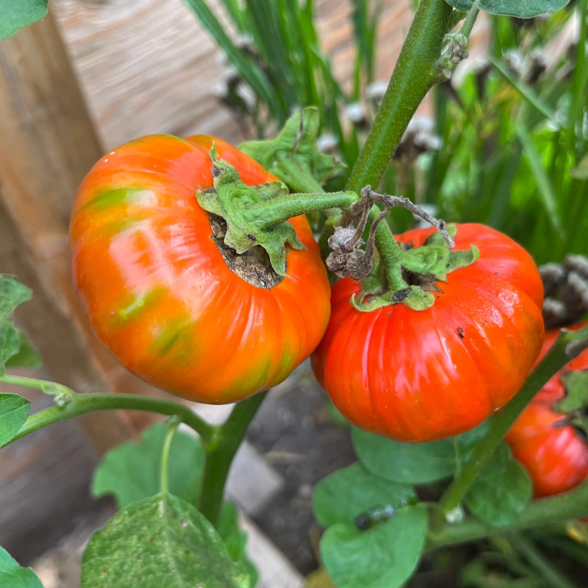 Turkish Orange eggplant plant growing in garden