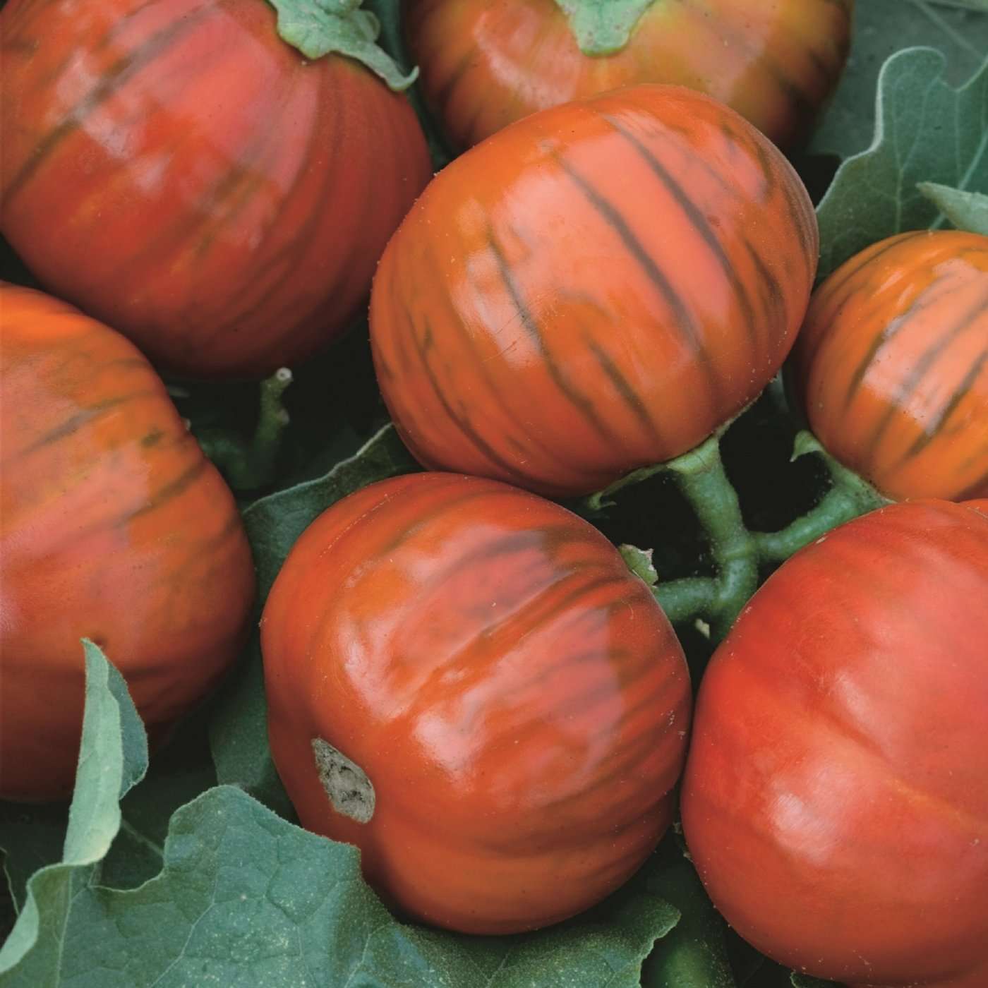 Turkish Orange eggplant seedlings growing in soil