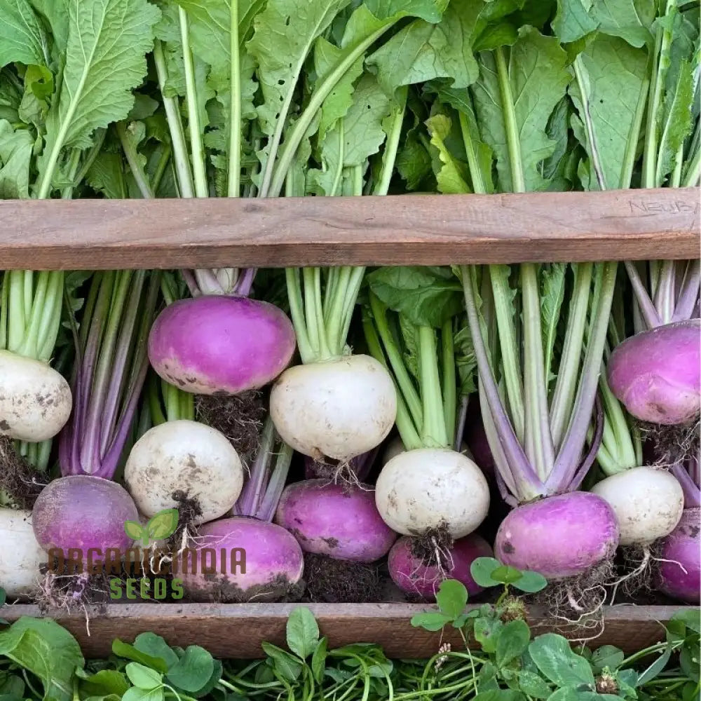 Harvested Temari Turnips from Garden, Organic Vegetable Seeds