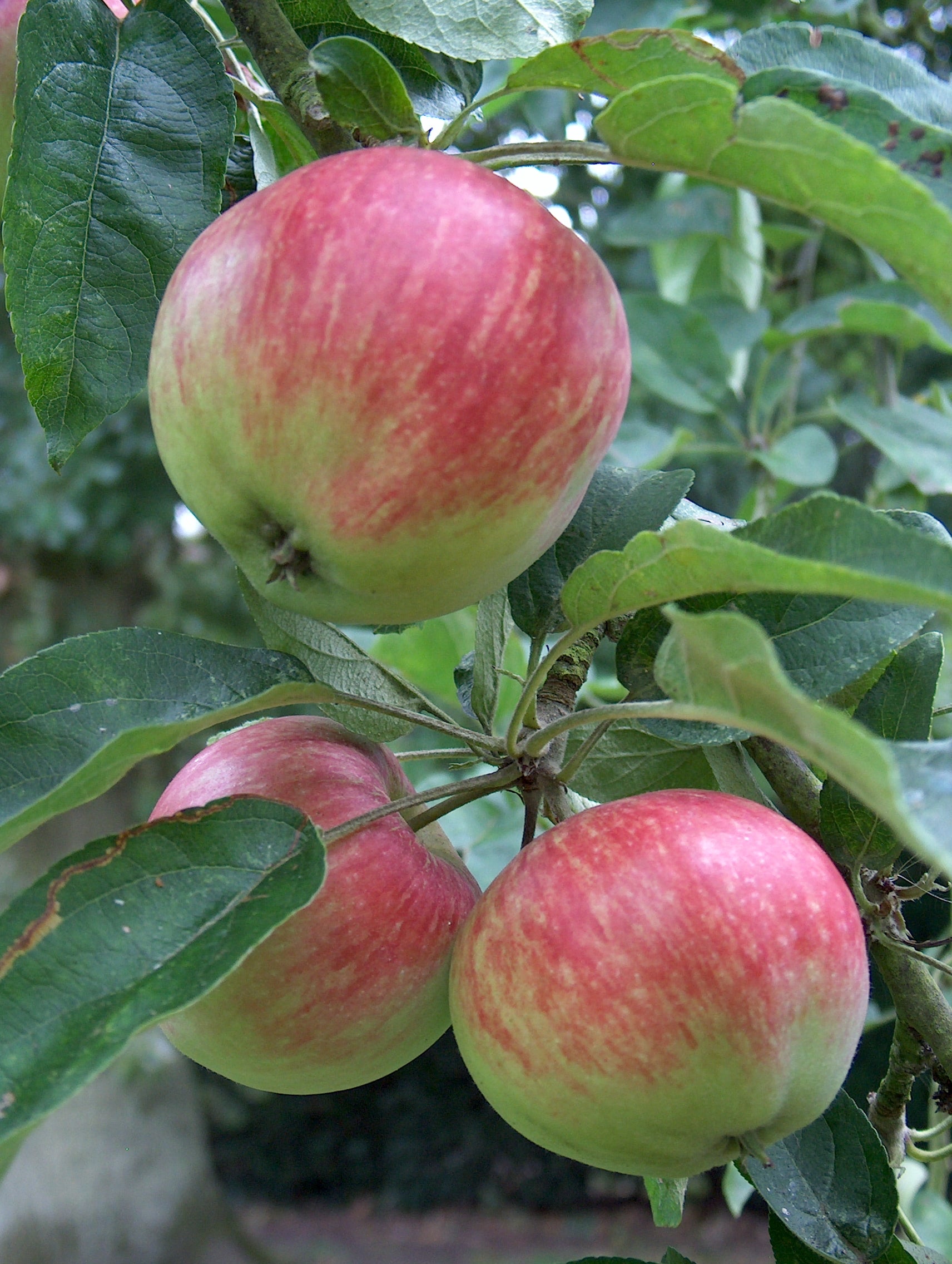 Tydeman’s Early Apple tree growing in orchard