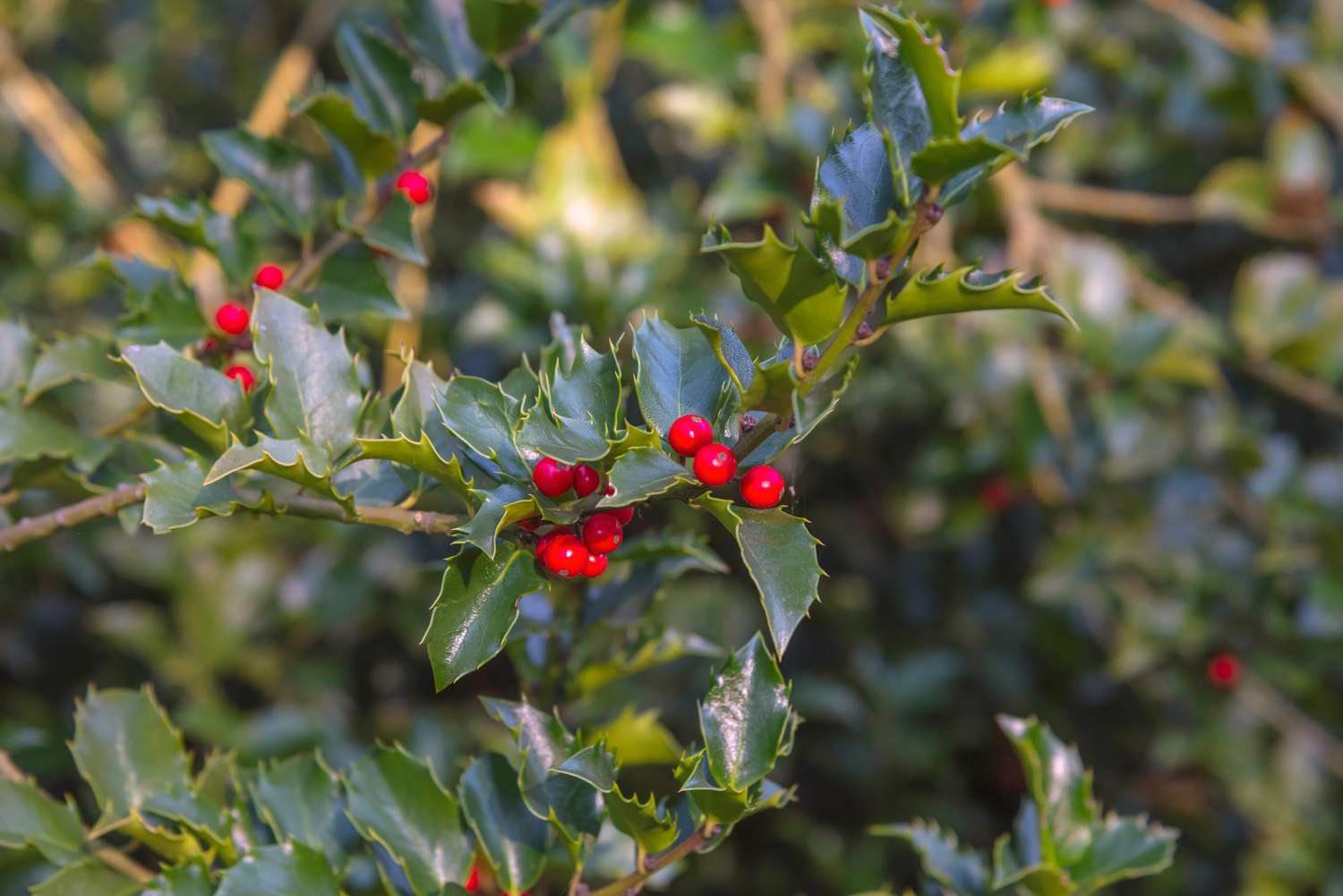 Acebo de Carolina (Ilex ambigua) – Acebo caducifolio nativo con bayas rojas brillantes