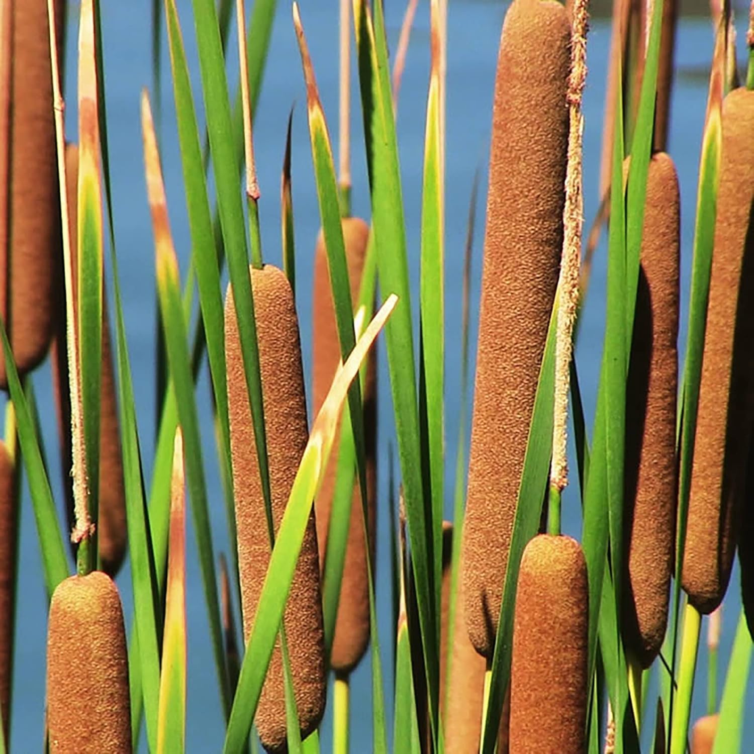Typha Latifolia with tall green leaves and brown flower spikes