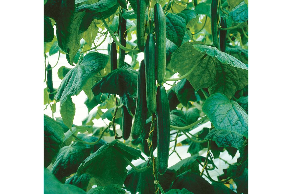 Mature Tyria Cucumber Plant from Seeds, Greenhouse Vegetable Variety