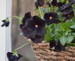 Unique Black Pansy Seeds for Pot and Container Gardening